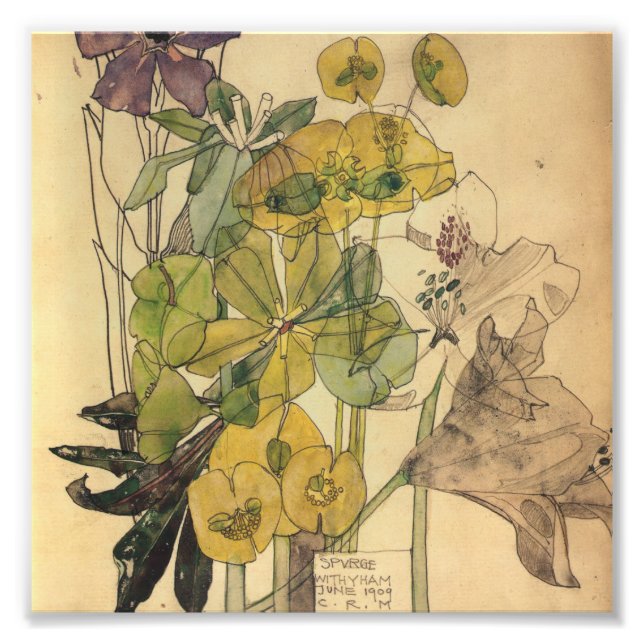 Charles Rennie Mackintosh - Spurge with Yham 1909 Fototryck (Framsidan)