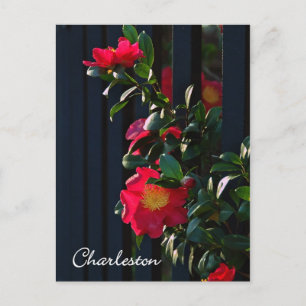 Charleston Camelia Postcard Vykort