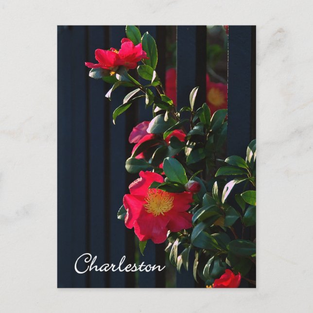 Charleston Camelia Postcard Vykort (Framsida)
