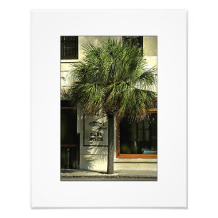 Charleston gata med Palmettoträd Fototryck