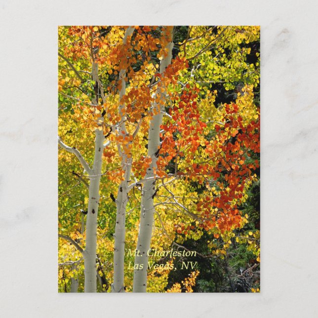 Charleston, Las Vegas, NV Aspen Postcard Vykort (Framsida)