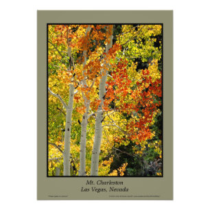 Charleston NV Autumn Aspen Träd Poster