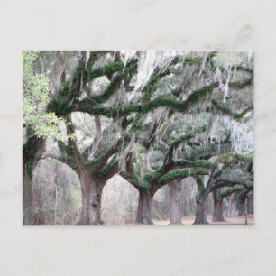 Charleston Oaks Vykort