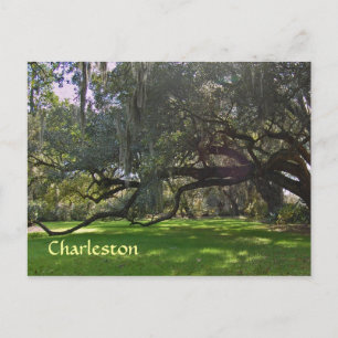 Charleston Plantation Oak Träd vykort