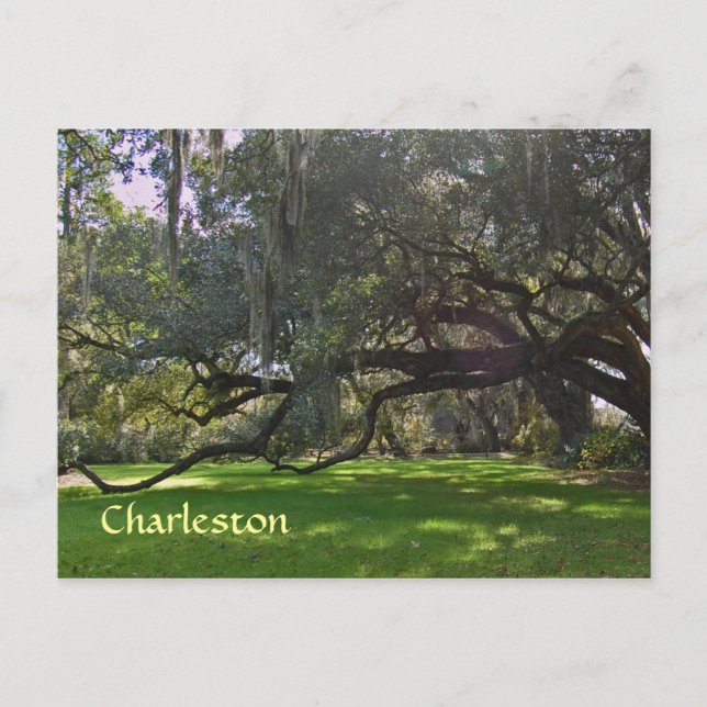 Charleston Plantation Oak Träd vykort (Framsida)