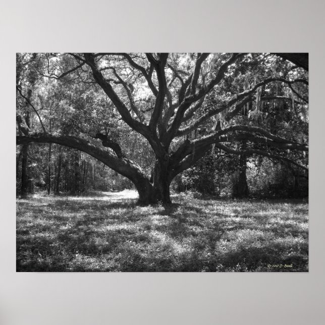Charleston South Carolina Poster (Framsidan)