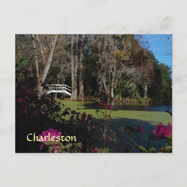 Charleston Swamp Garden Postcard Vykort (Framsida)
