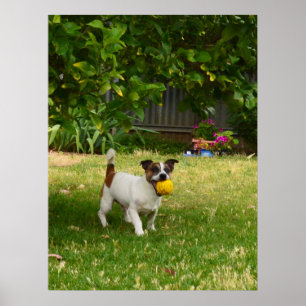 Charlie Fox Terrier Play Time, Poster