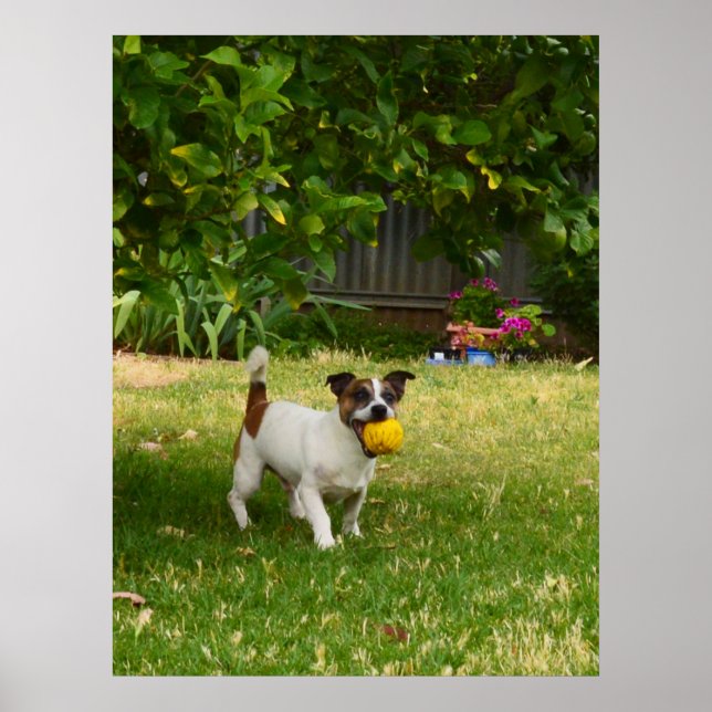 Charlie Fox Terrier Play Time, Poster (Framsidan)