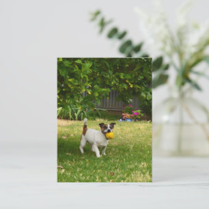 Charlie Fox Terrier Play Time, vykort