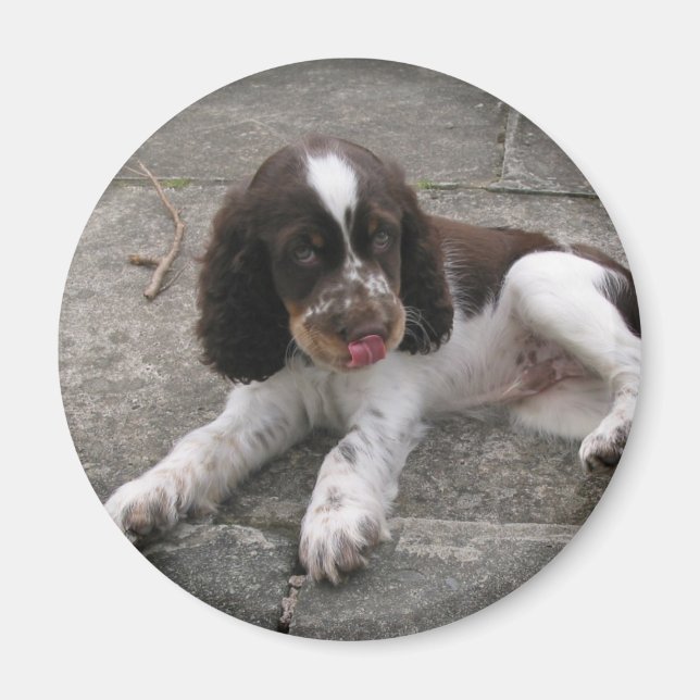 Charlie Springer! Magnet (Framsidan)