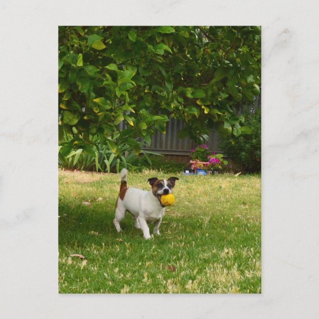 Charlie The Fox Terrier Bollspel, vykort (Framsida)