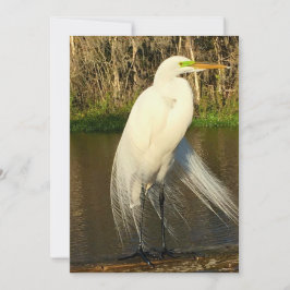 Charlie The Great Egret Anteckningskort