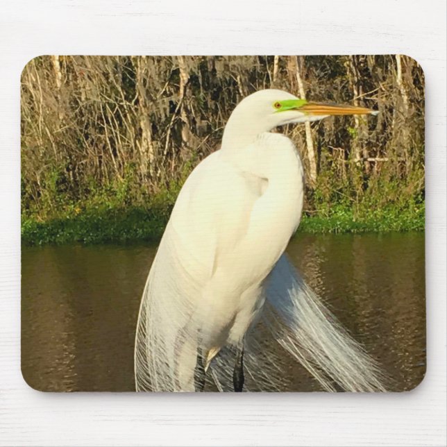 Charlie The Great Egret Musmatta (Framsidan)