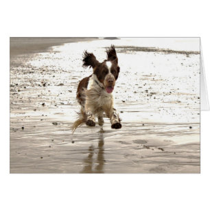 Charlie The Springer Hälsningskort