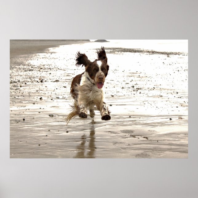 Charlie The Springer Poster (Framsidan)