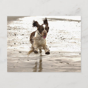 Charlie The Springer Vykort