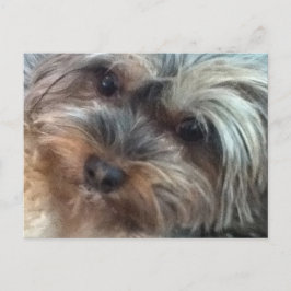 Charlotte the lille Hund Postcard Vykort