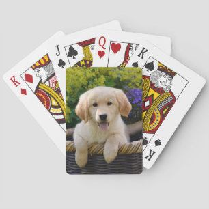 Charma den gulliga valpen för Goldie hund som Casinokort