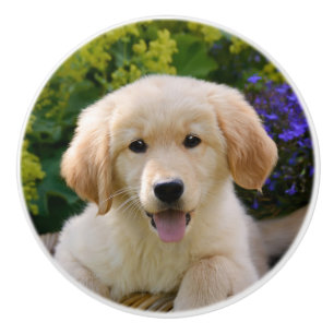 Charma porträtt för Goldie hundvalp som är Knopp