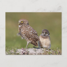 Charmant fotografi på Floridas grävande uggla och