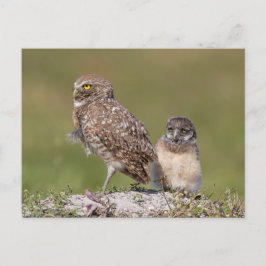 Charmant fotografi på Floridas grävande uggla och Vykort