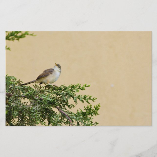 Charmant Sparvfågel Foto Brevpapper (Framsida)