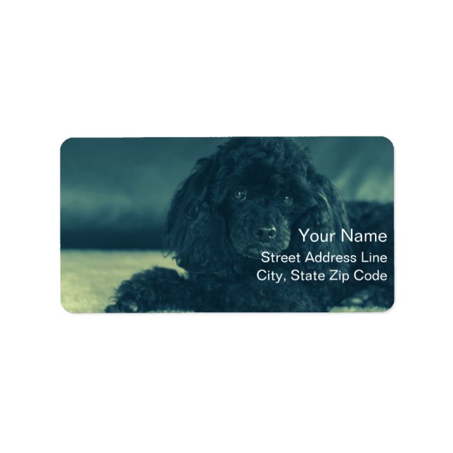 charmanten schwarzen Pudel Adressetikett (Framsidan)