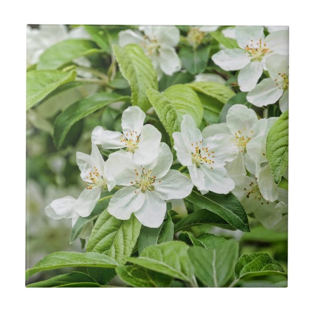 Charmerande vårblommor kakelplatta (Framsidan)