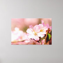 Charmin Sakura blommor på rosa, rosa, rosa