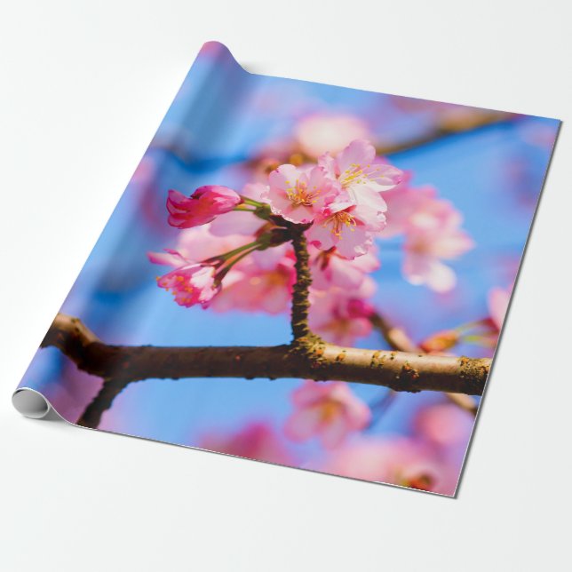 Charming Beauty of Sakura Flowers in Vår Presentpapper (Utrullad)