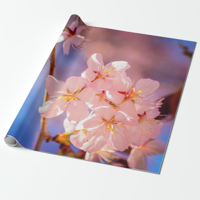 Charming Bunch of Sakura Flowers in Vår Presentpapper (Utrullad)