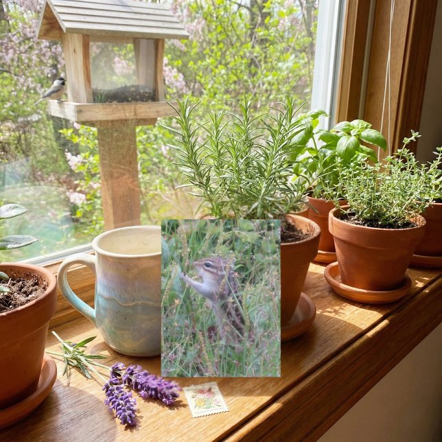 Charming Chipmunk i sommarvykort Helg Vykort (Skapare uppladdad)