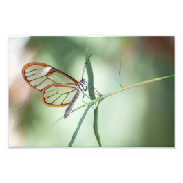 Charming Clear-Vinge Butterfly Fototryck