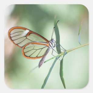 Charming Clear-Vinge Butterfly Fyrkantigt Klistermärke