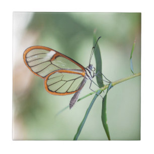 Charming Clear-Vinge Butterfly Kakelplatta
