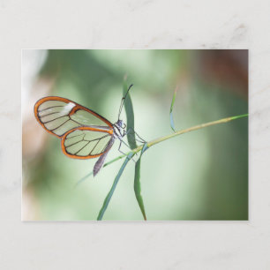 Charming Clear-Vinge Butterfly Vykort