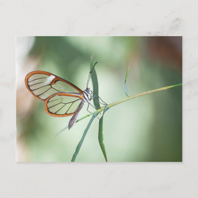 Charming Clear-Vinge Butterfly Vykort (Framsida)