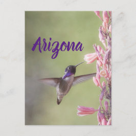 Charming Costa's Hummingbird , Arizona Postcard Vykort