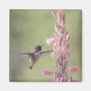 Charming Costa's Hummingbird Magnet