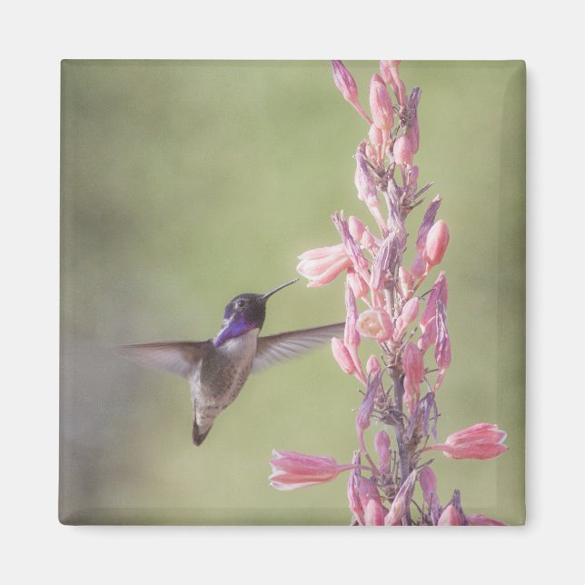 Charming Costa's Hummingbird Magnet (Framsidan)