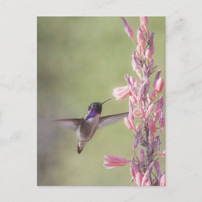 Charming Costa's Hummingbird Vykort (Framsida)