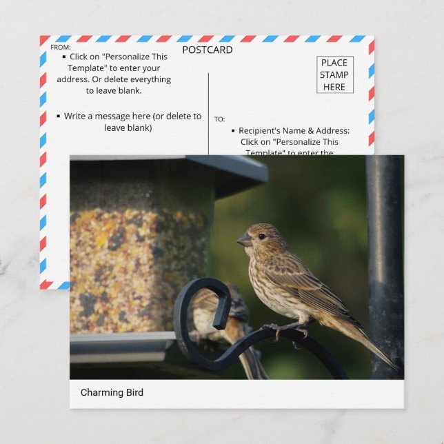 Charming Garden Bird på matarvykort Vykort (Fram/baksida)