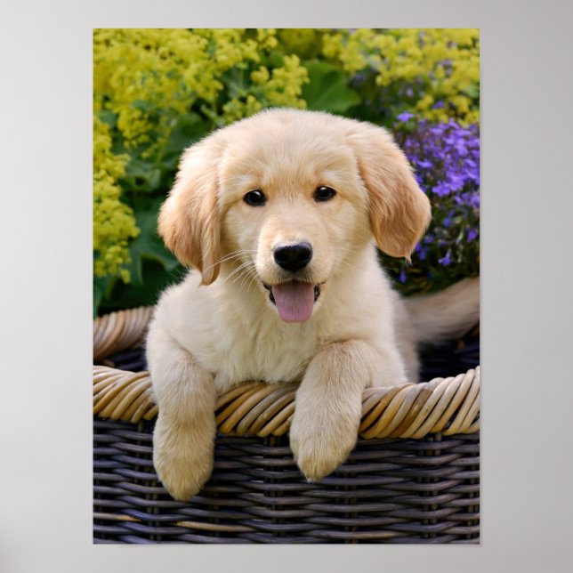 Charming Golden Retriver, en Cute Puppy Hund Photo Poster (Framsidan)