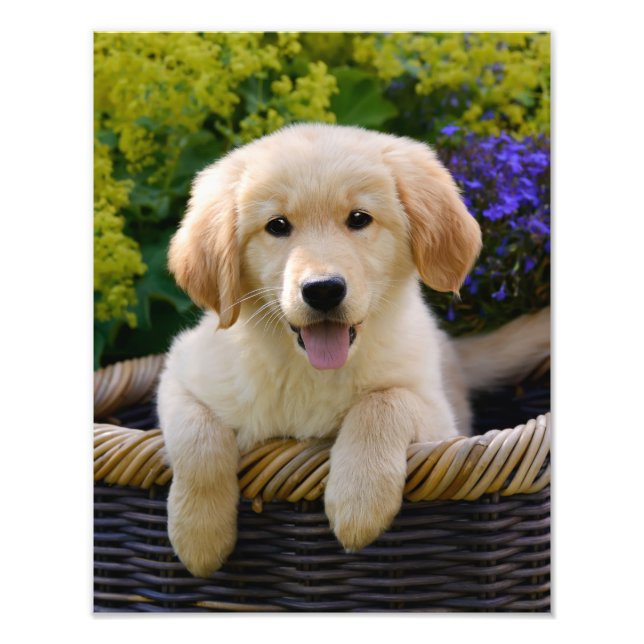 Charming Goldie Retriever Hund Puppy - Paperprint Fototryck (Framsidan)