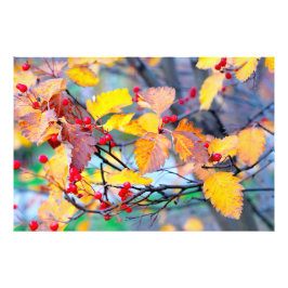 Charming hawthorn-bär på hösten fototryck