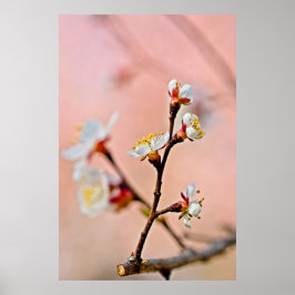 Charming Japanska Apricot-Blommar Poster