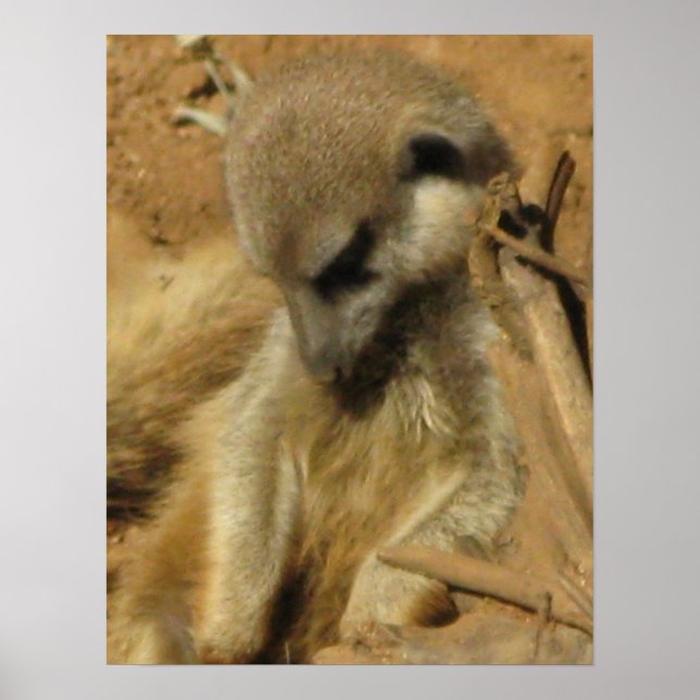 Charming Photo of a Meerkat Poster (Framsidan)