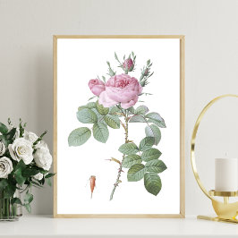 Charming Rosa ros Botanical Art Print Poster