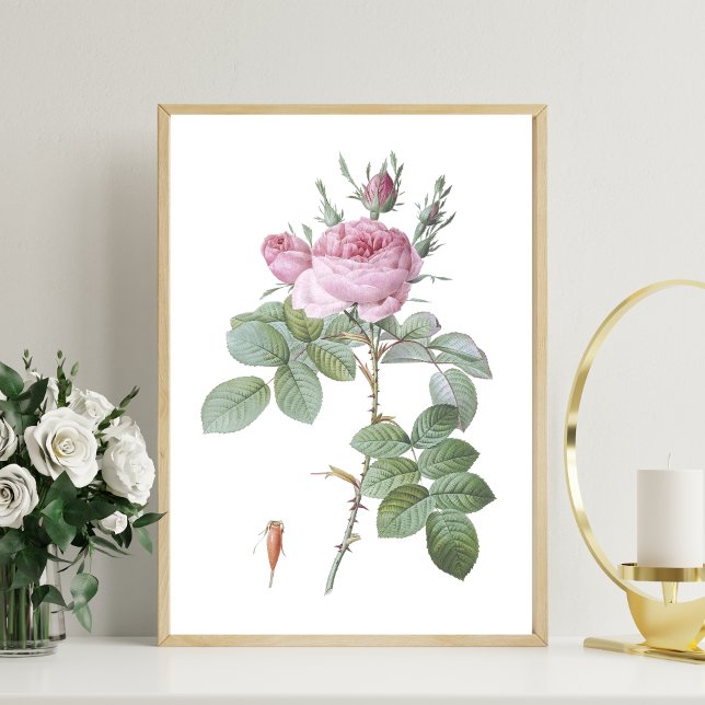 Charming Rosa ros Botanical Art Print Poster (Skapare uppladdad)